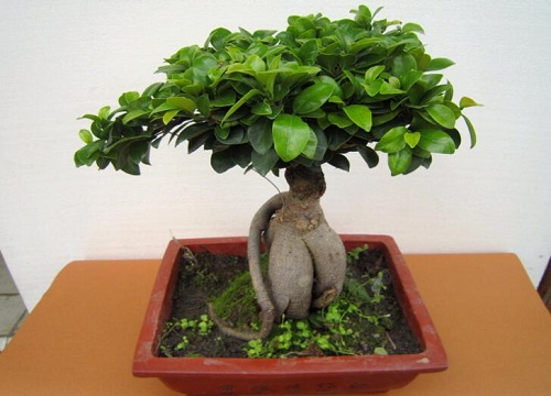 人参榕怎么过冬天