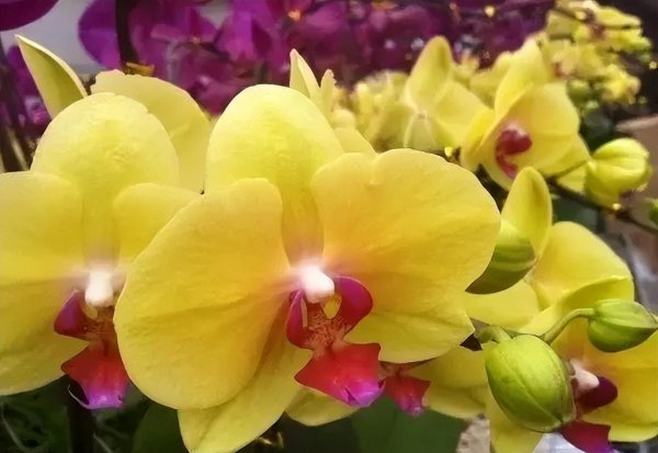 送蝴蝶兰代表什么意思