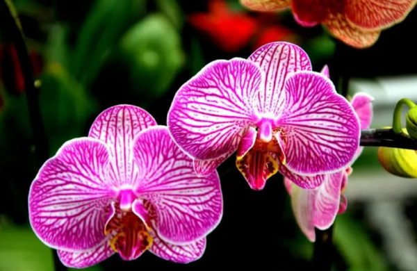 送蝴蝶兰代表什么意思