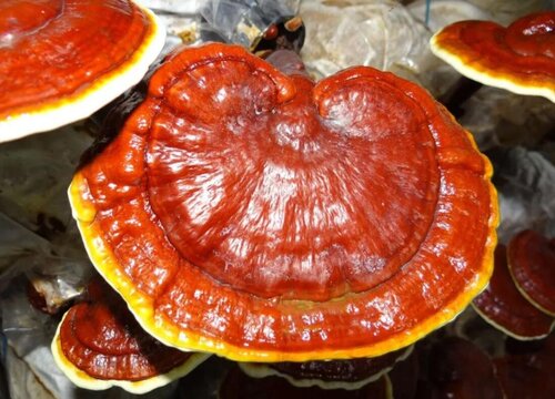 灵芝代表什么象征意义