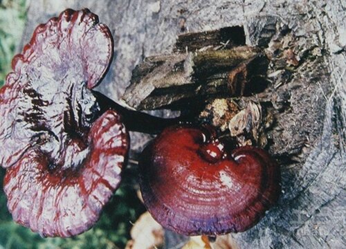 灵芝代表什么象征意义