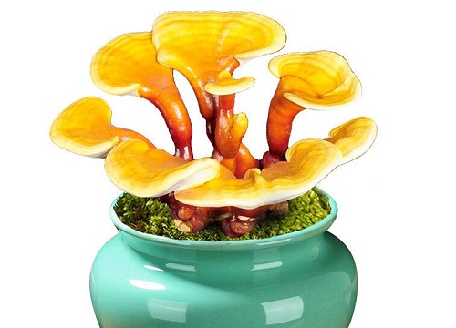 灵芝代表什么象征意义