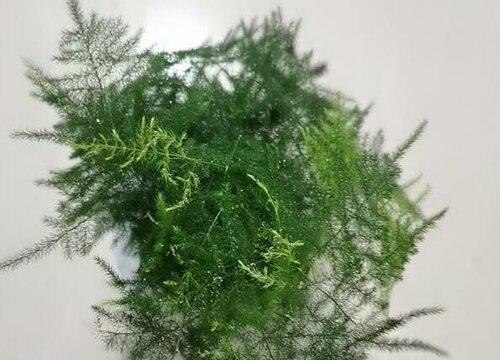 文竹需要每天浇水吗