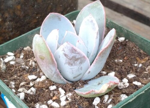 多肉小苗怎么养