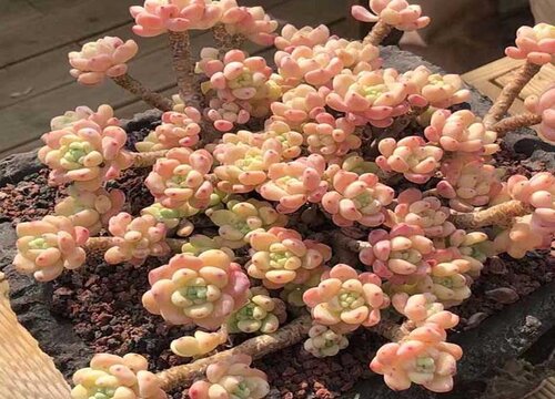 多肉小苗怎么养