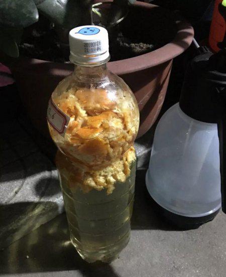 橘子皮能放在花盆里养花吗