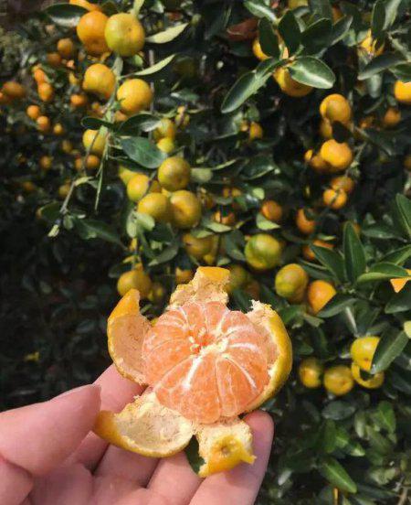 橘子皮能放在花盆里养花吗