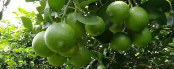 南方什么地方适合种植柠檬