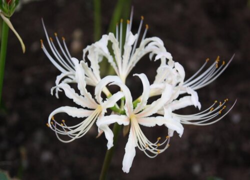 彼岸花的寓意是什么花语