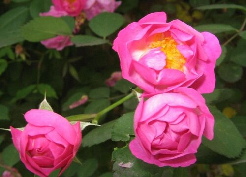 蔷薇可以水培吗