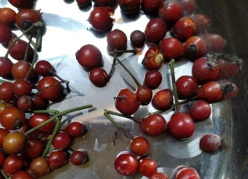 蔷薇可以水培吗