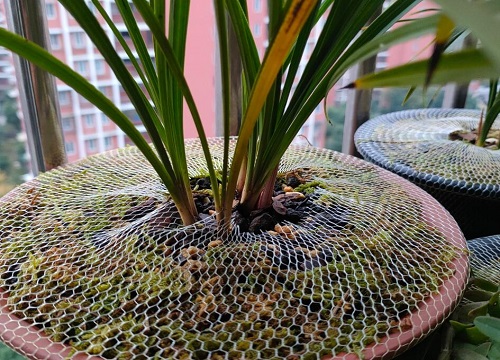 网上买的干苔藓怎么用