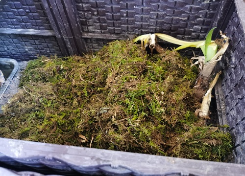 网上买的干苔藓怎么用