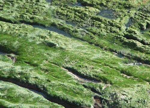 网上买的干苔藓怎么用