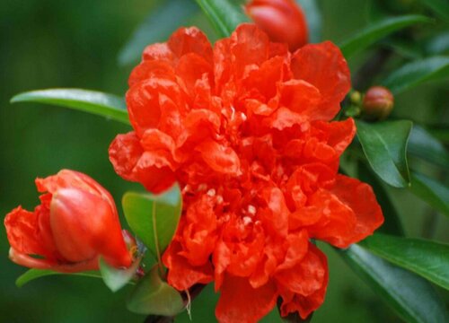 西安市花叫什么名字