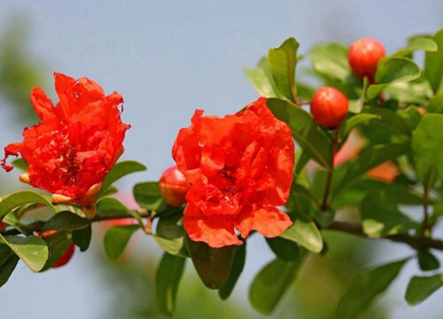 西安市花叫什么名字