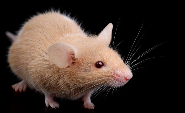 床上有人老鼠敢爬吗