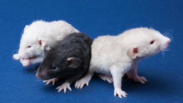 床上有人老鼠敢爬吗