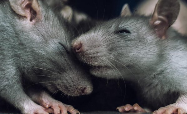 床上有人老鼠敢爬吗