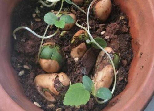 菠萝蜜怎么发芽快