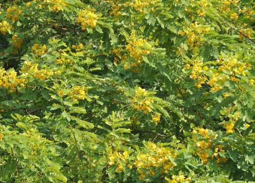 黄槐花期是什么时候