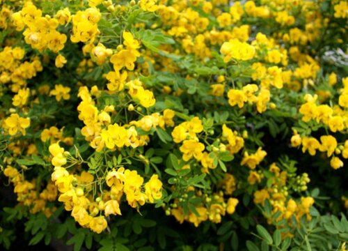 黄槐花期是什么时候