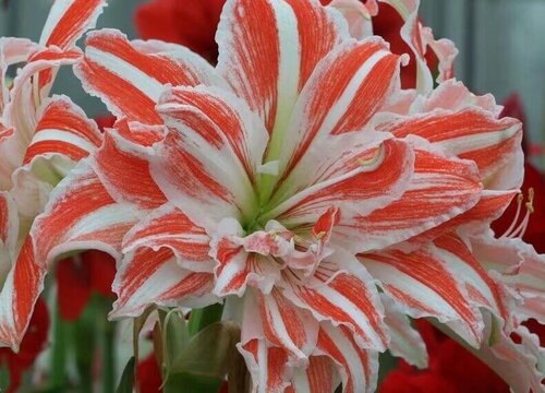 夏季如何养朱顶红植株长得旺