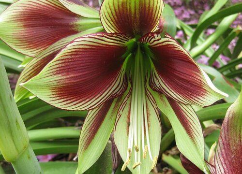 夏季如何养朱顶红植株长得旺