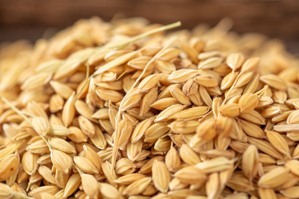 稻谷如何保存10年以上