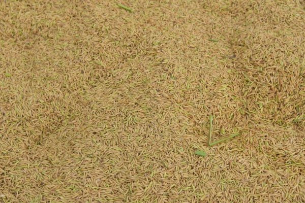 稻谷如何保存10年以上