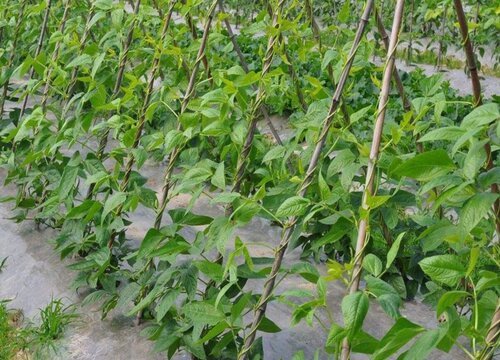 豇豆怎样施肥产量高