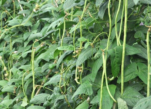 豇豆怎样施肥产量高
