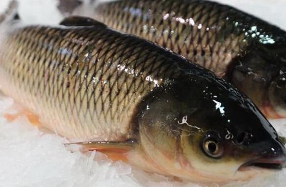 鲤鱼和草鱼哪个好吃