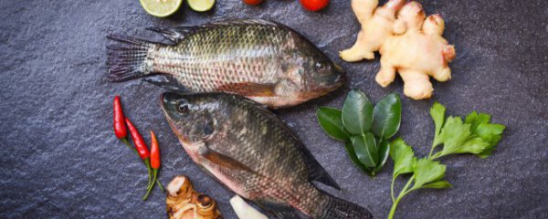 南方冬天室内养什么鱼好