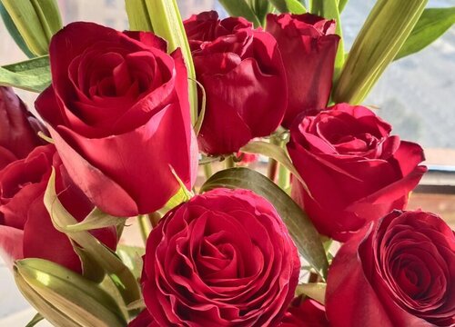 玫瑰花移栽时间和方法