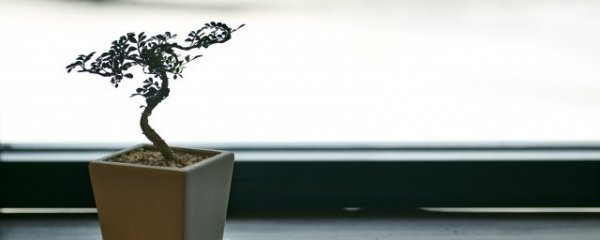 过年送澳洲杉合适吗