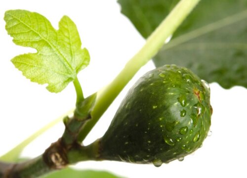 无花果是热带水果吗