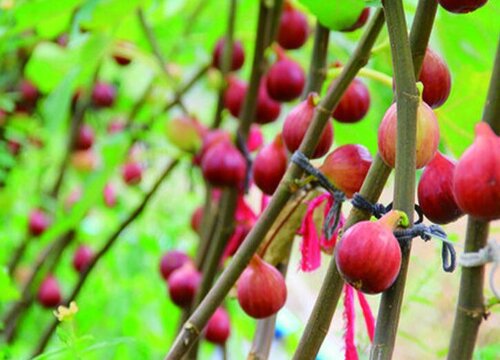 无花果是热带水果吗