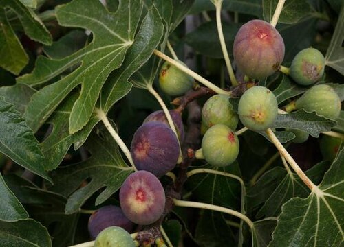 无花果是热带水果吗