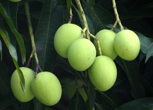 南宁的市树是什么树