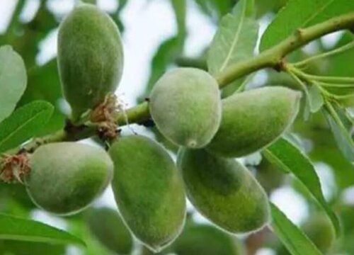 南宁的市树是什么树