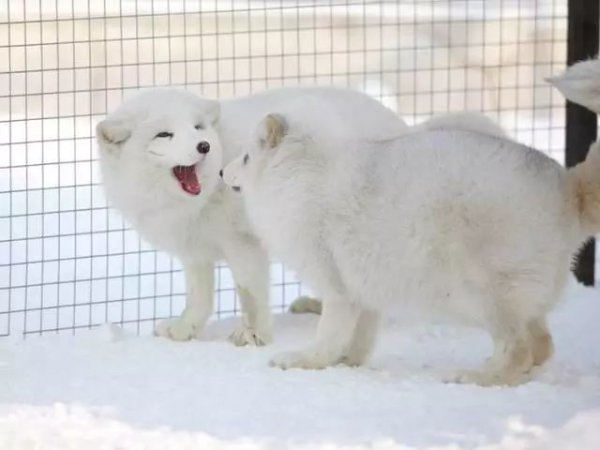 黄二白和黄一白的区别