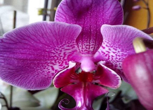 蝴蝶兰什么时候开花