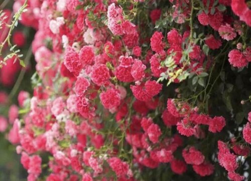 月季花苞为什么要做修剪