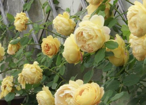 月季花苞为什么要做修剪