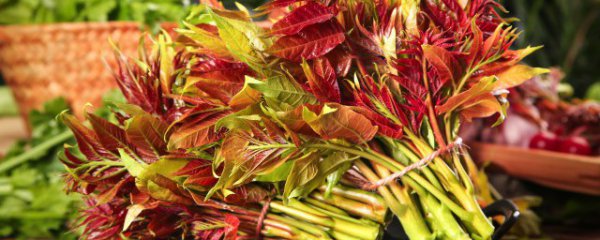 椿树嫩芽怎么保鲜