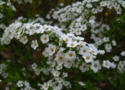 喷雪花一年开几次花