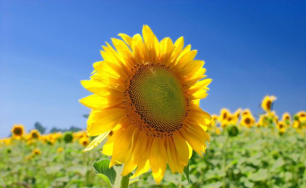 精神崩溃的表现有哪些