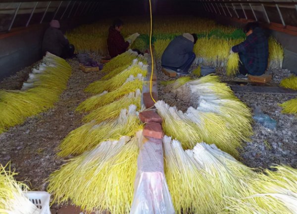 种一亩蒜黄的纯利润