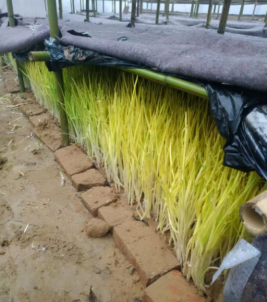 种一亩蒜黄的纯利润